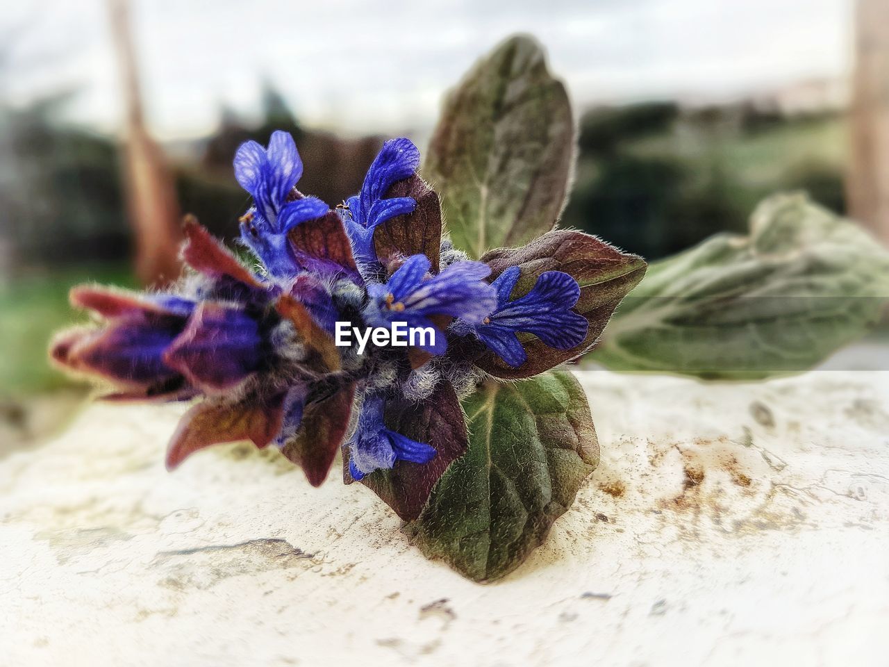 CLOSE-UP OF FLOWERS