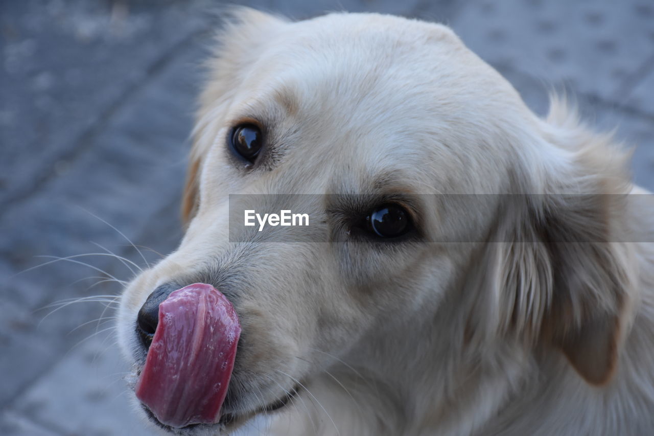 CLOSE-UP PORTRAIT OF DOG STICKING OUT TONGUE IN MOUTH