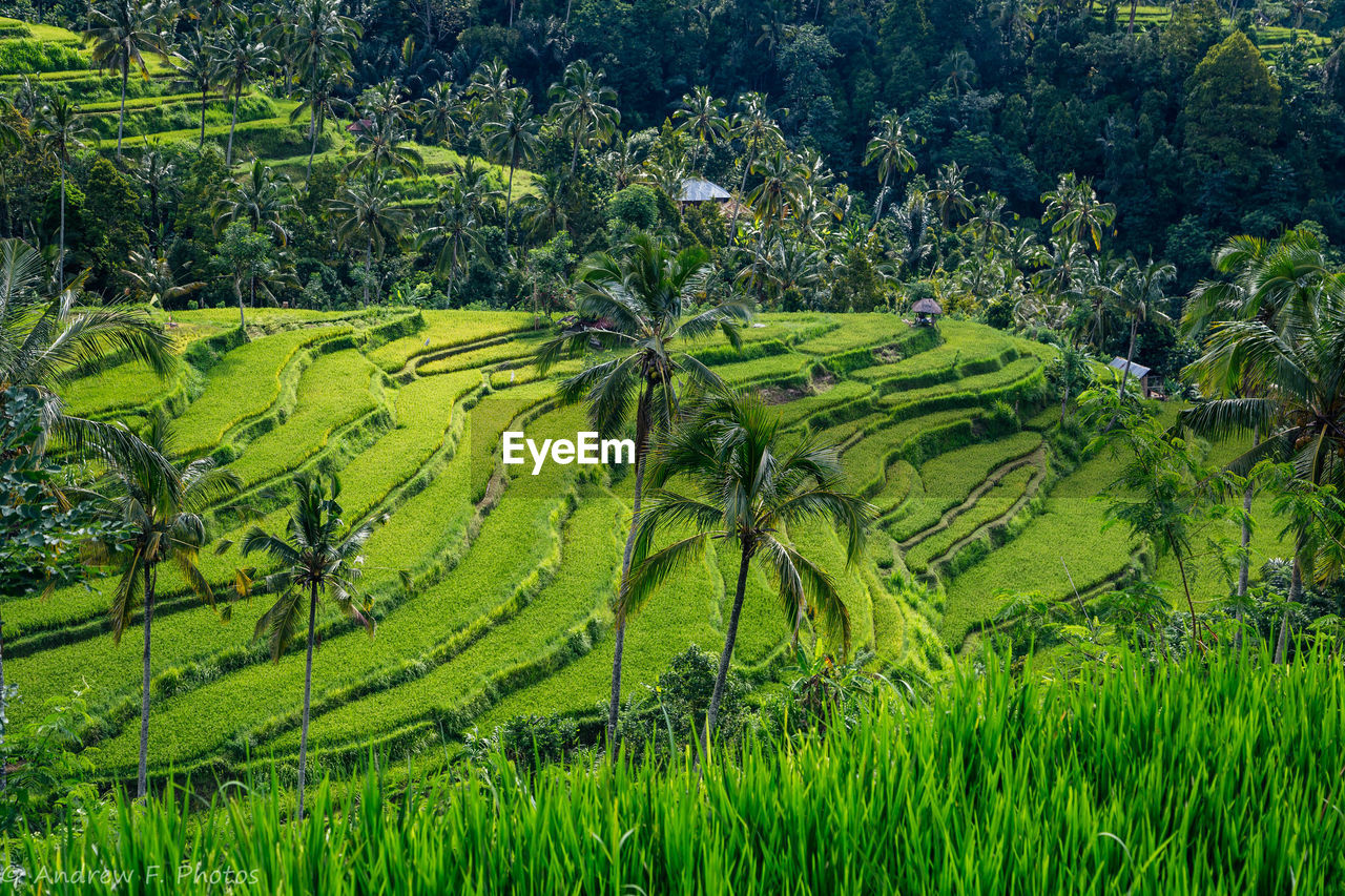 SCENIC VIEW OF AGRICULTURAL FIELD