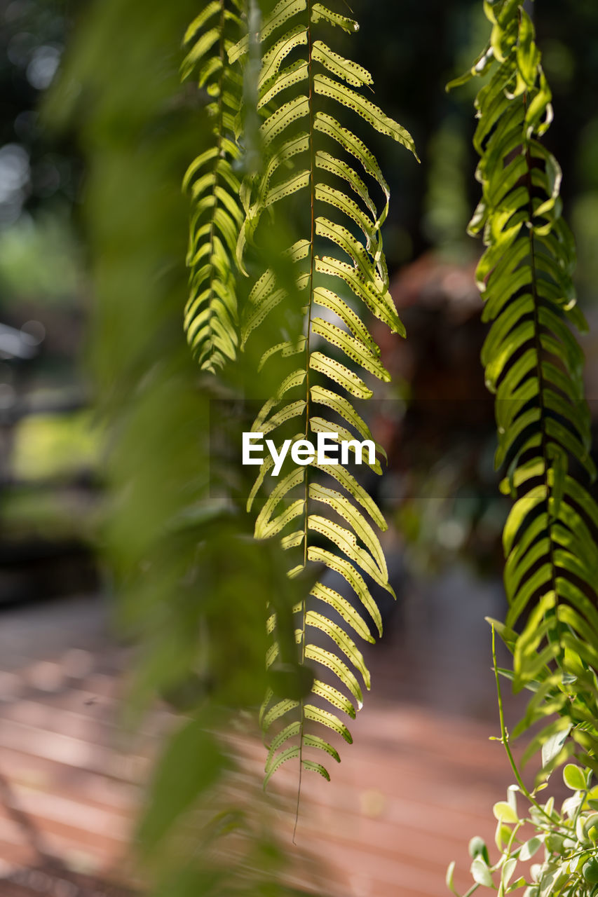 ferns and horsetails, plant, green, fern, nature, growth, leaf, plant part, beauty in nature, flower, no people, tree, close-up, plant stem, branch, outdoors, day, focus on foreground, sunlight, land, selective focus, vegetation, tranquility, environment, frond, botany