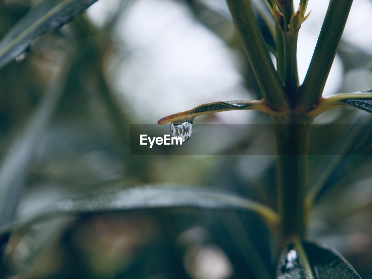 Close-up of wet plant