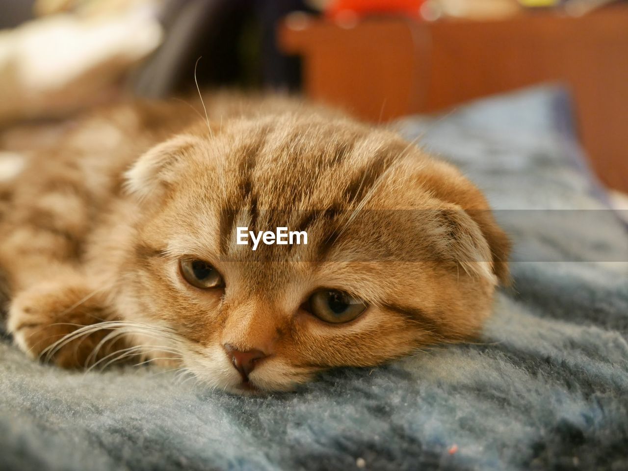 CLOSE-UP PORTRAIT OF CAT LYING ON BLANKET