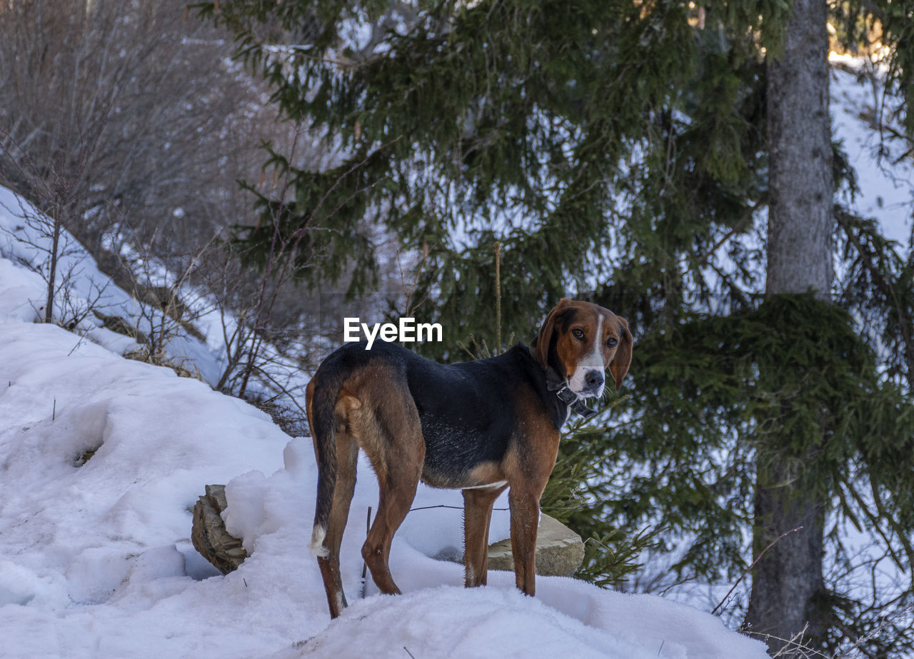 Dog standing on snow covered land