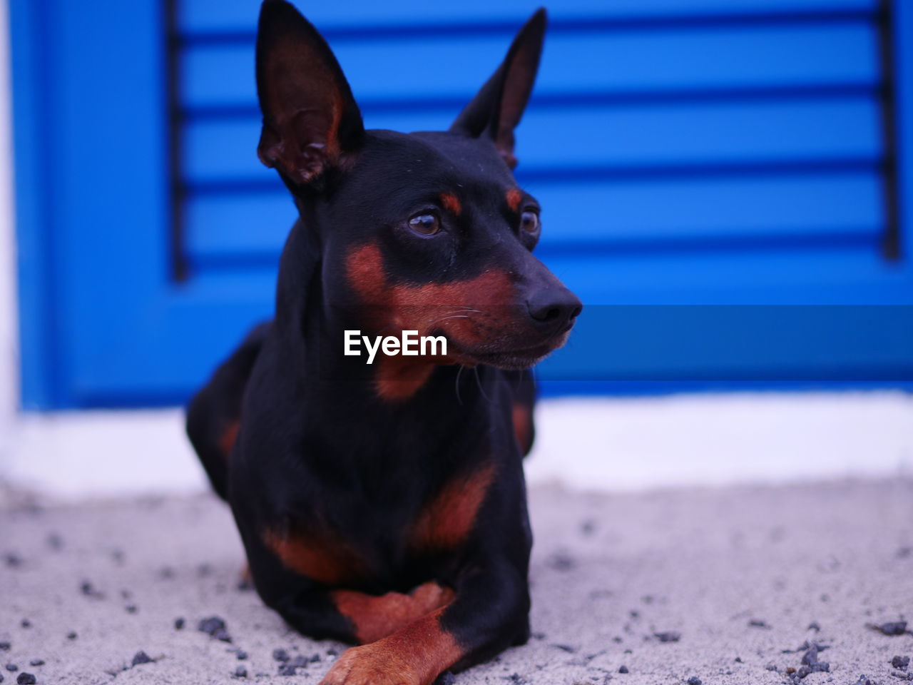 CLOSE-UP OF DOG SITTING ON LAND