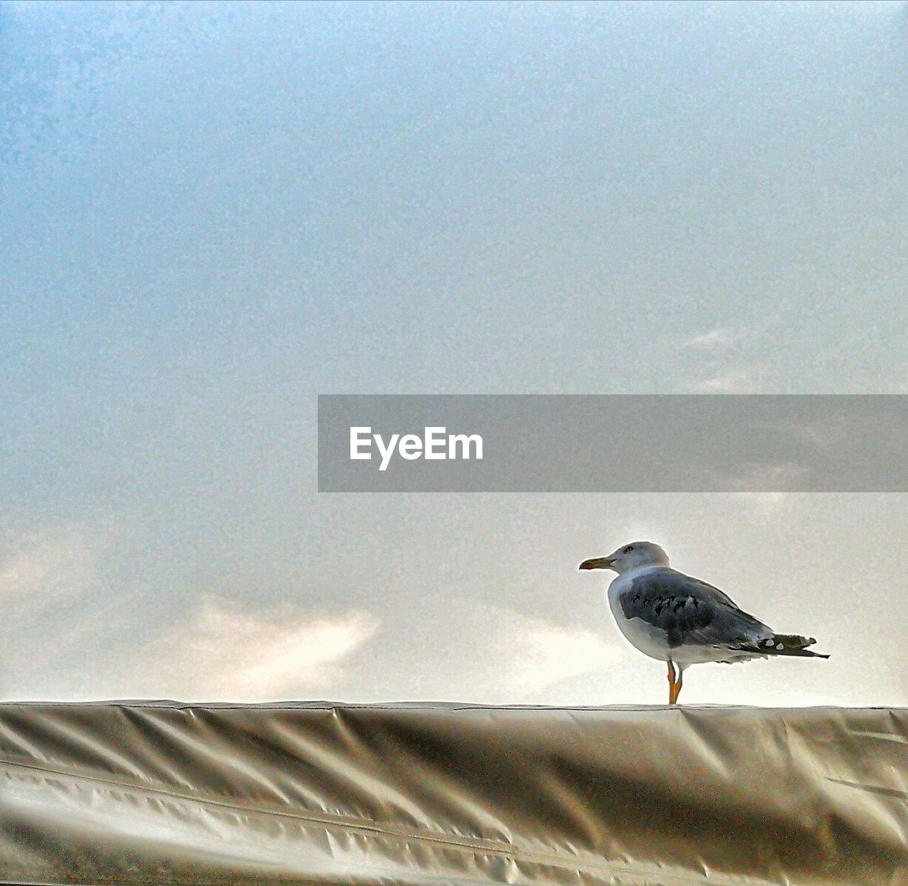 LOW ANGLE VIEW OF SEAGULL PERCHING ON THE WALL