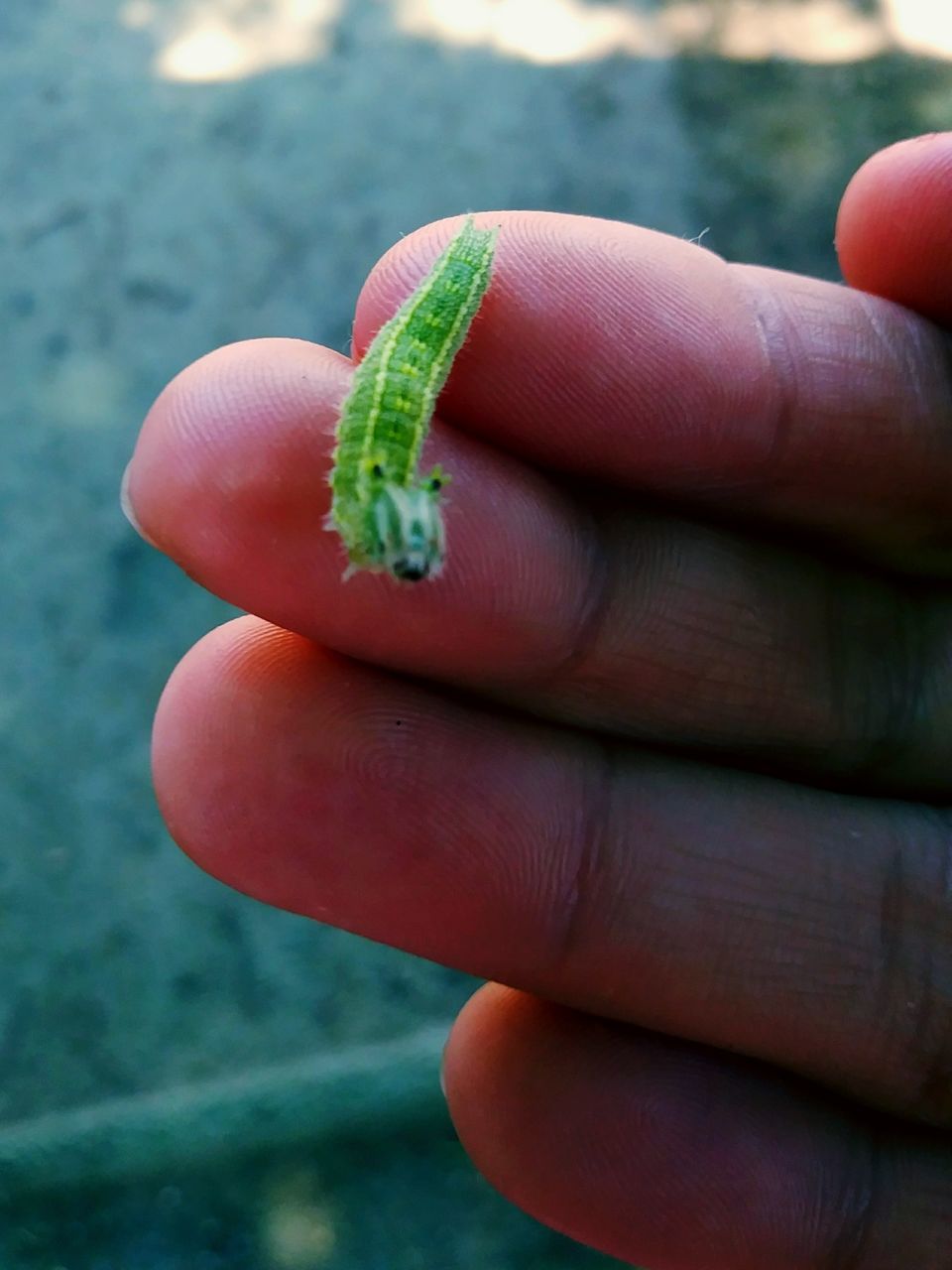 CLOSE-UP OF PERSON HOLDING GREEN LEAF