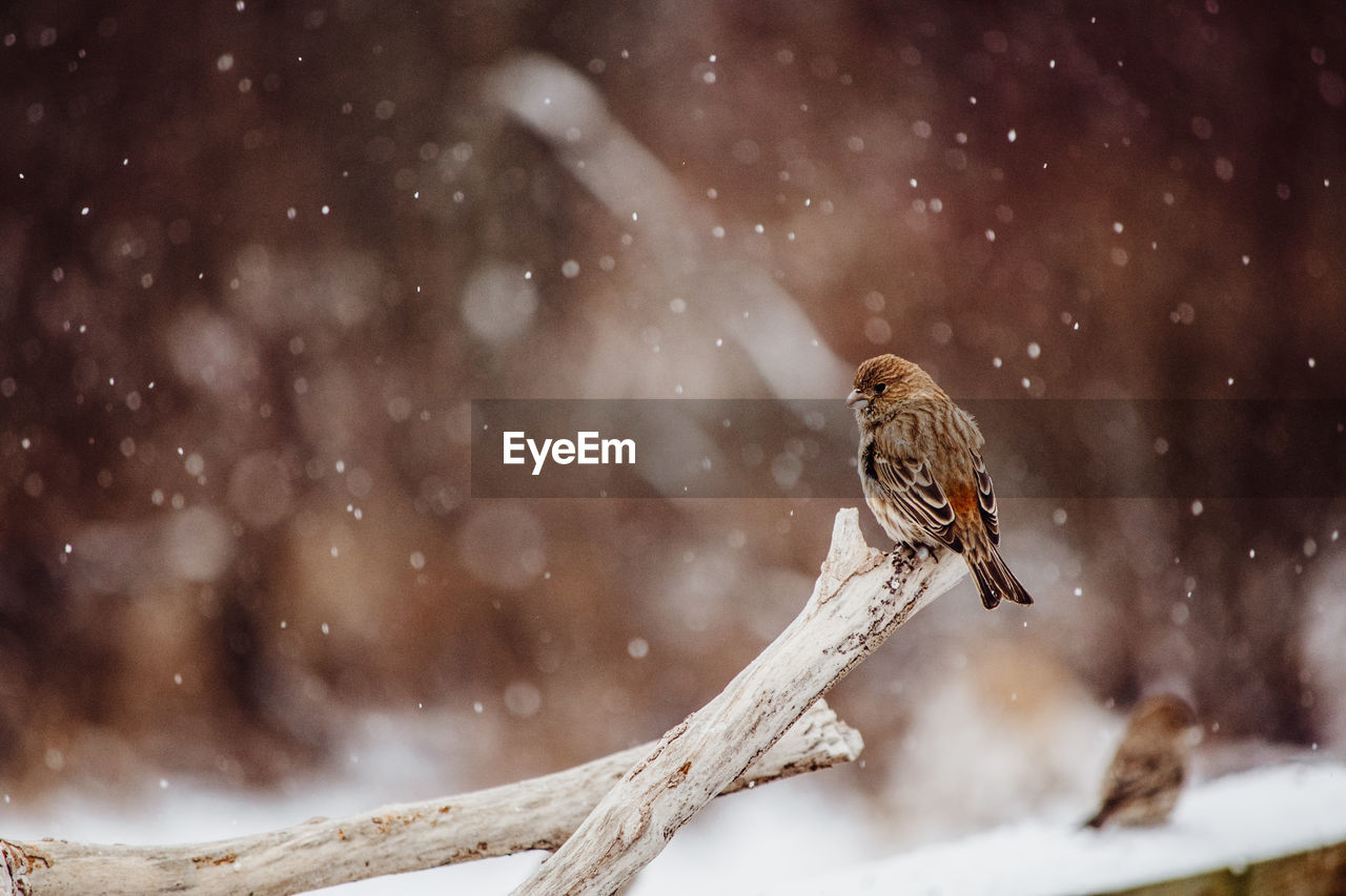 snow, animal wildlife, animal themes, animal, winter, wildlife, cold temperature, snowing, bird, nature, one animal, sparrow, tree, branch, close-up, beauty in nature, bird of prey, environment, outdoors, no people, focus on foreground, perching