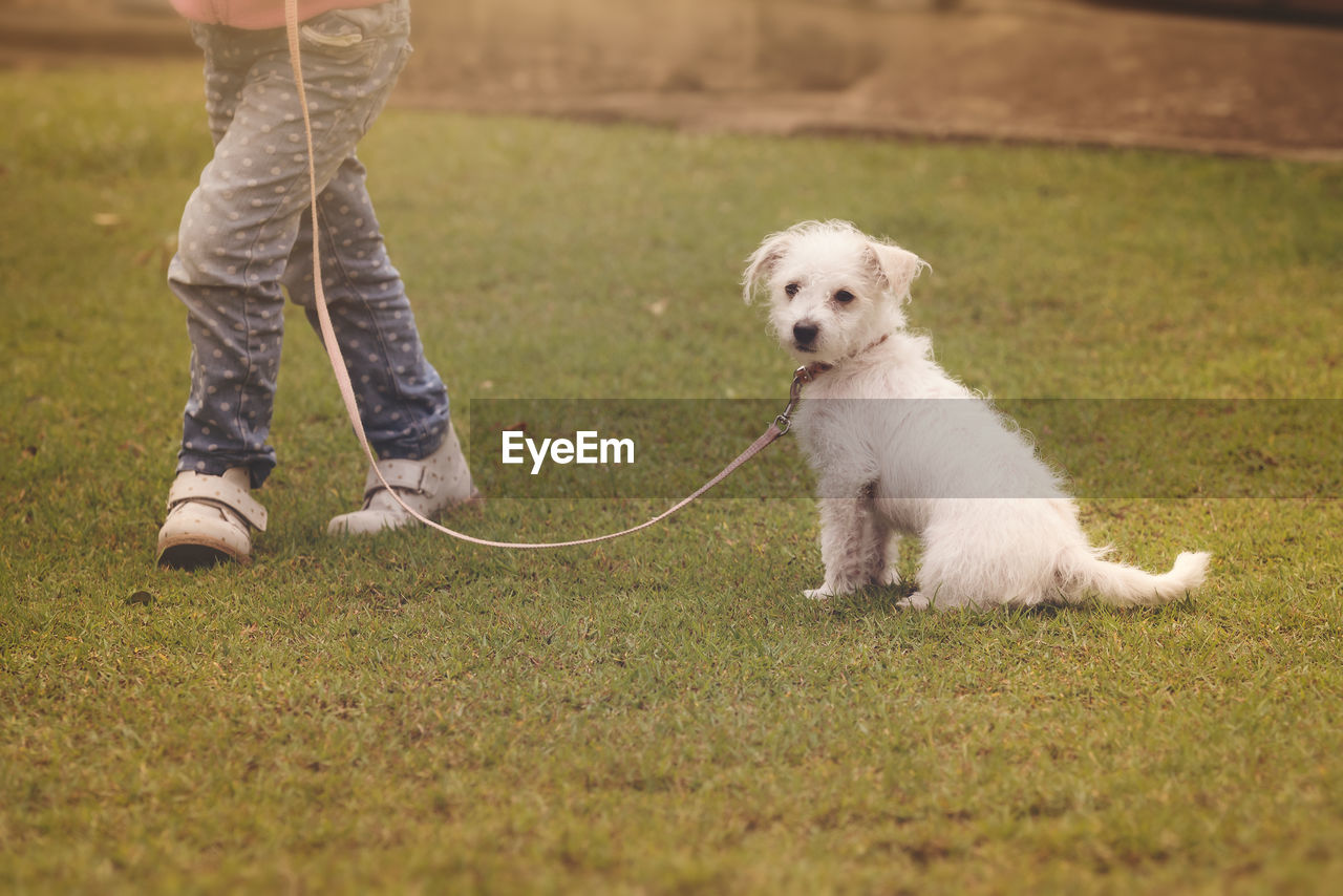 Low section view of person with dog in lawn