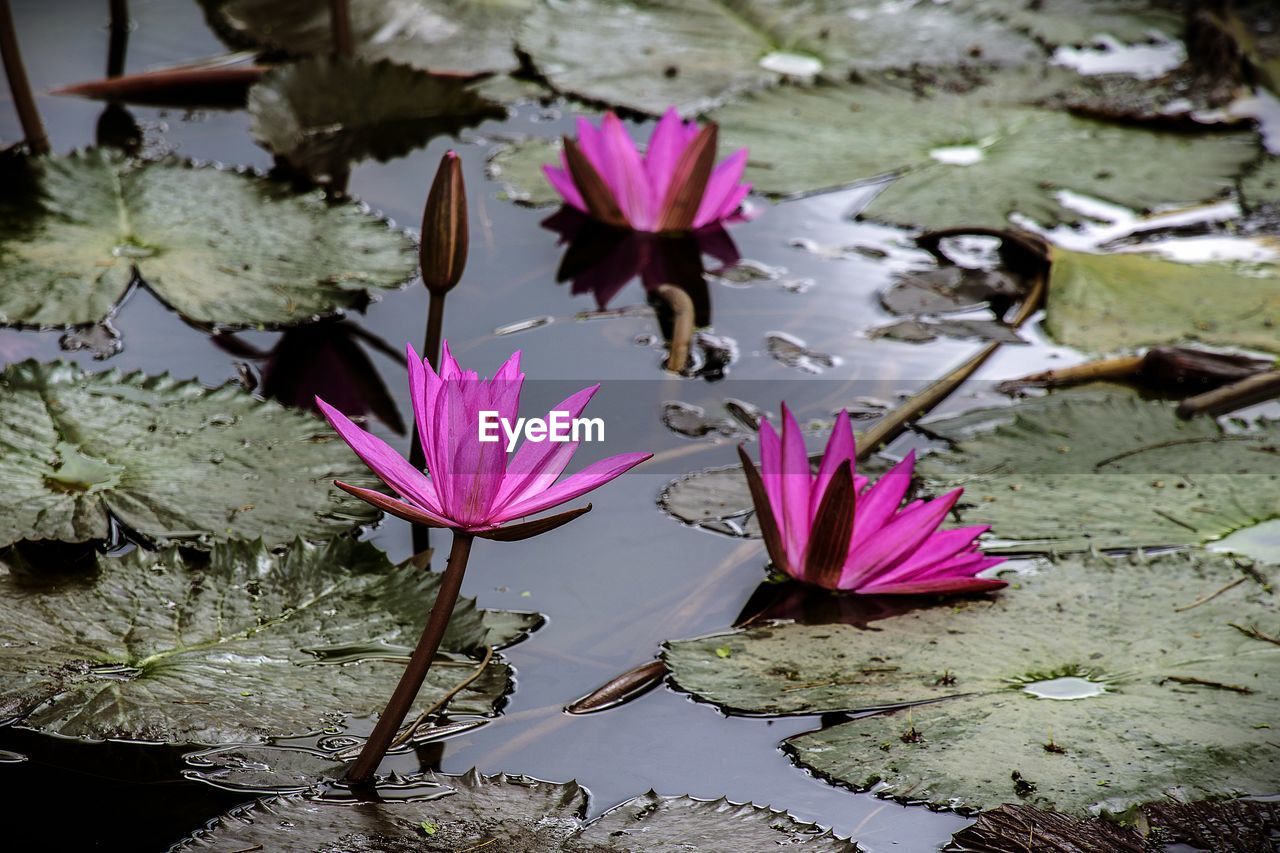 PINK WATER LILY IN LAKE