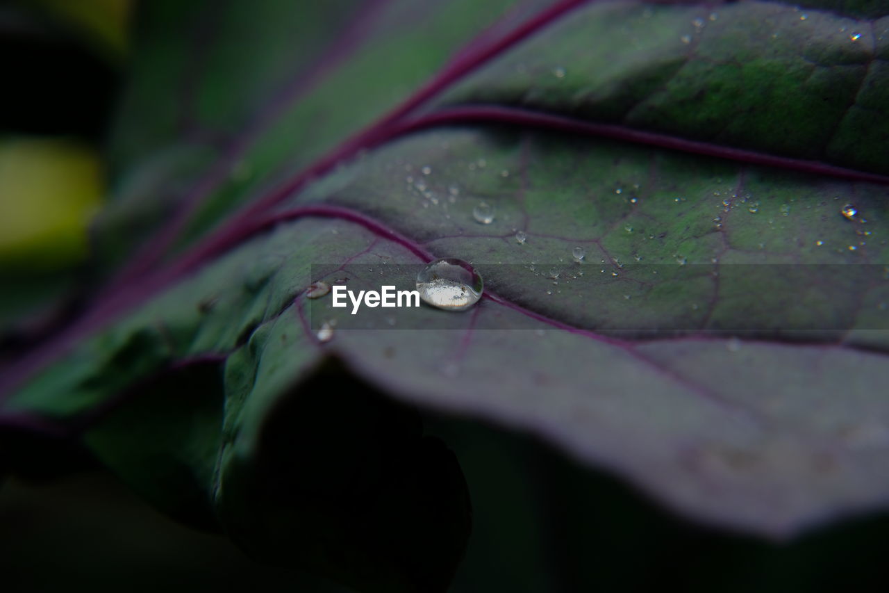 CLOSE-UP OF WET LEAF