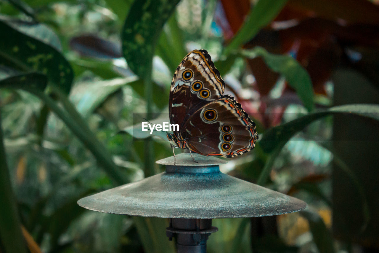 Close up shot of a brown butterfly perched on a lamp in a tropical garden