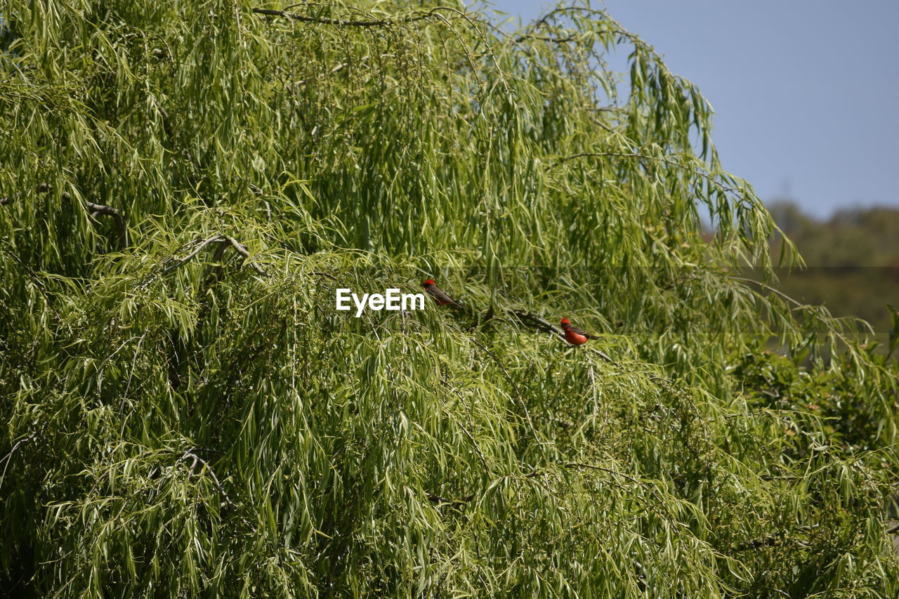 VIEW OF BIRD ON LAND