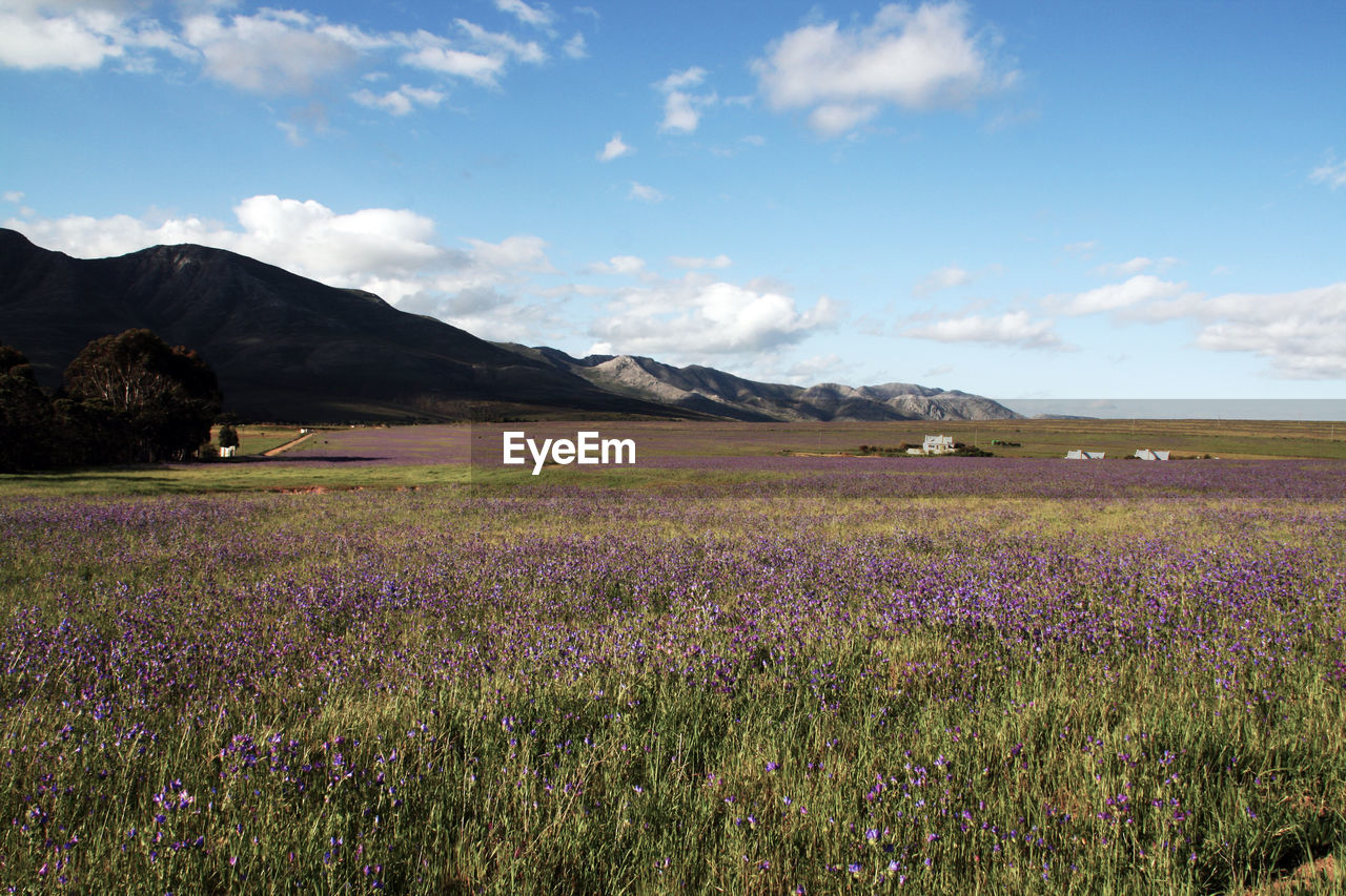 Purple flowers blooming on field against sky