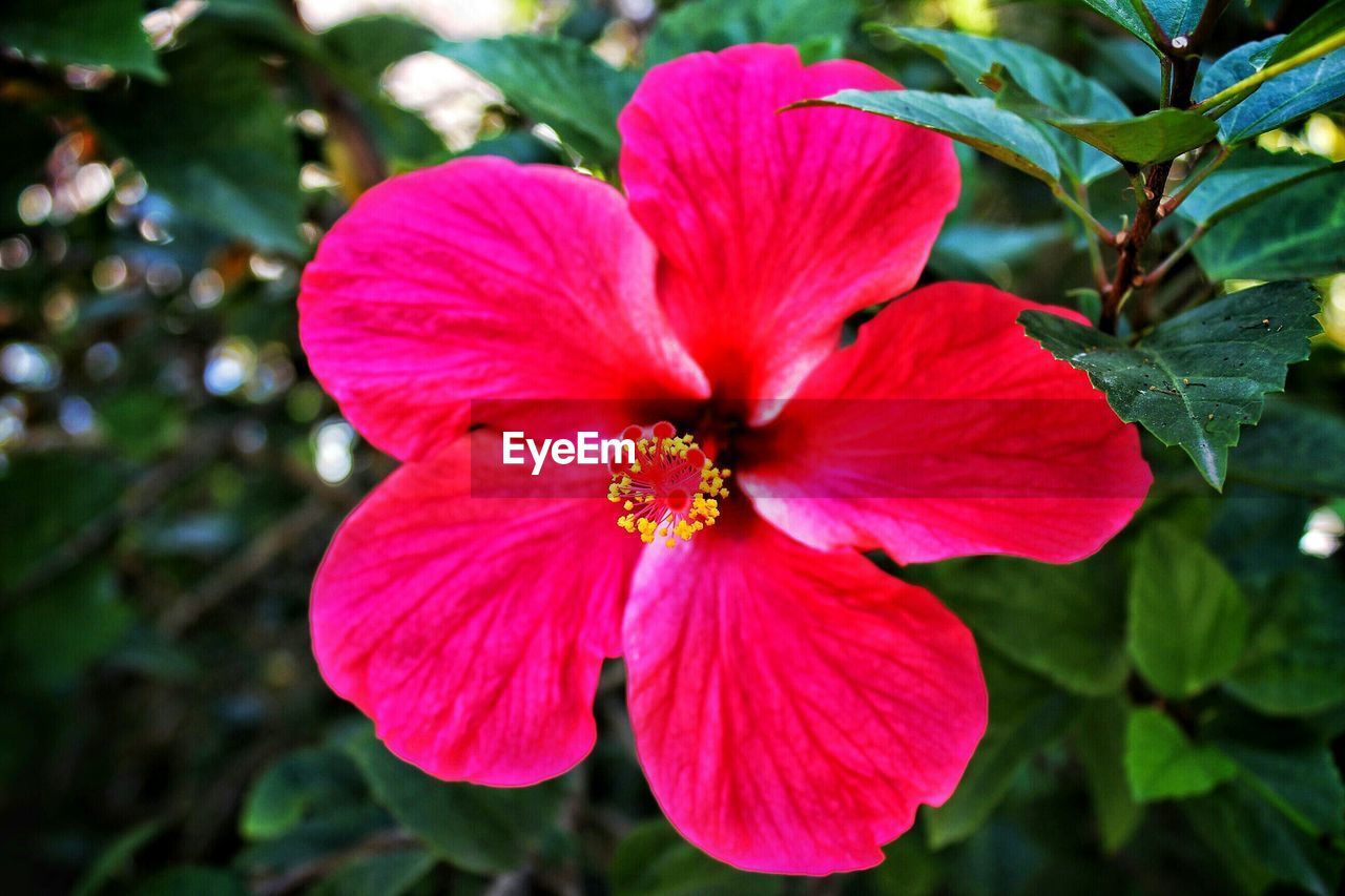 Close-up of hibiscus in park