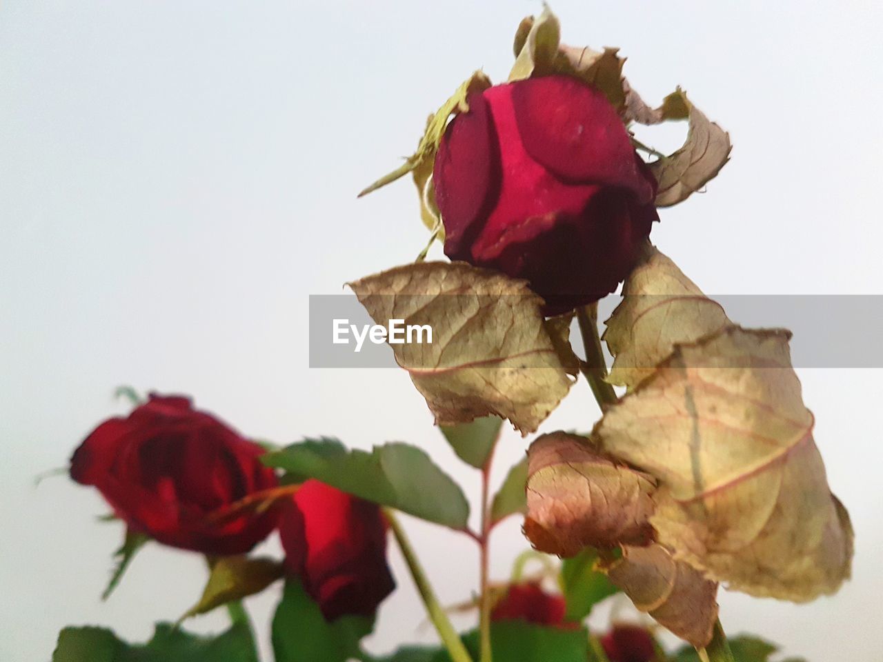 CLOSE-UP OF RED ROSES AGAINST WHITE BACKGROUND