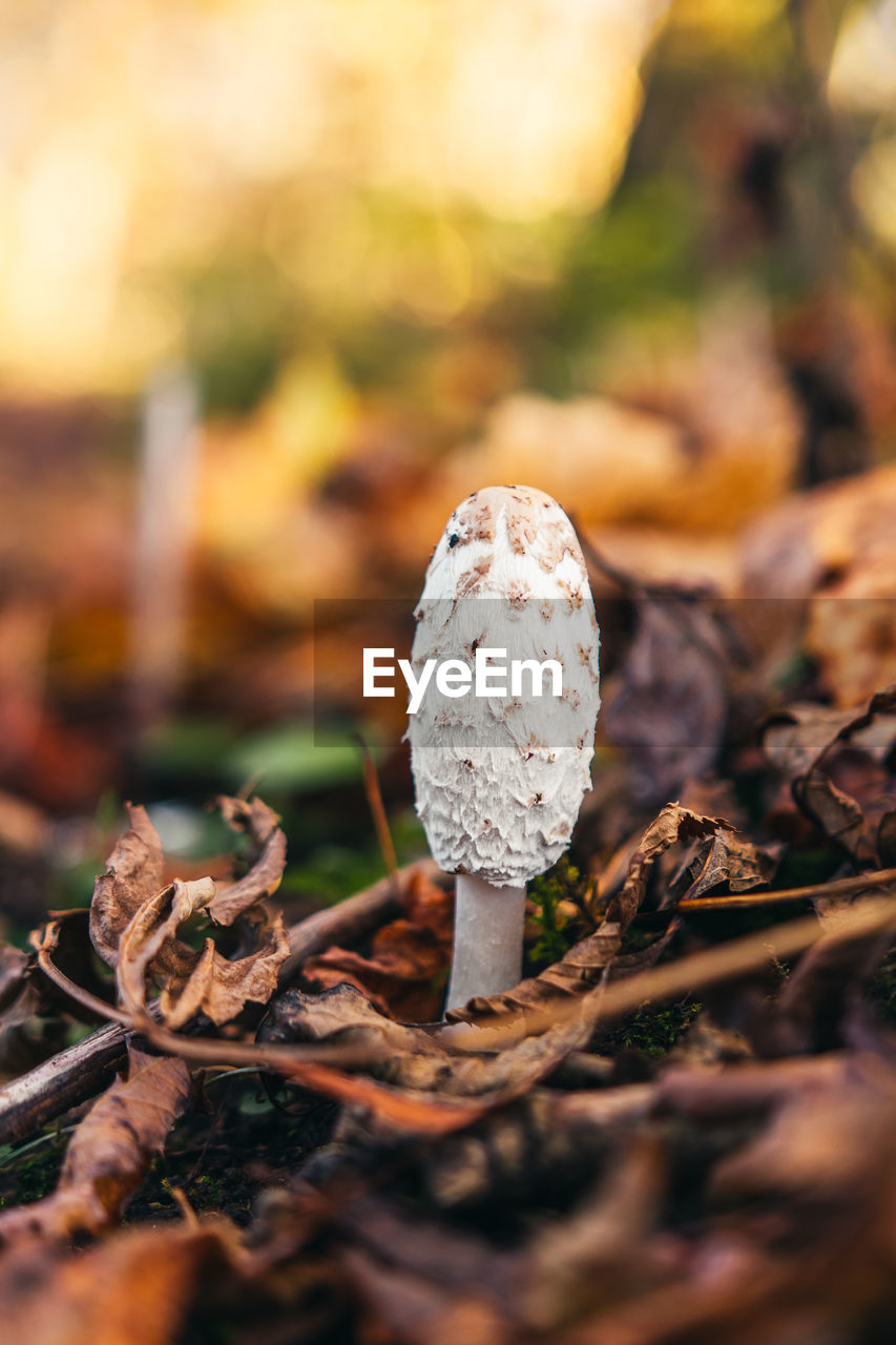 Mushroom in the forest