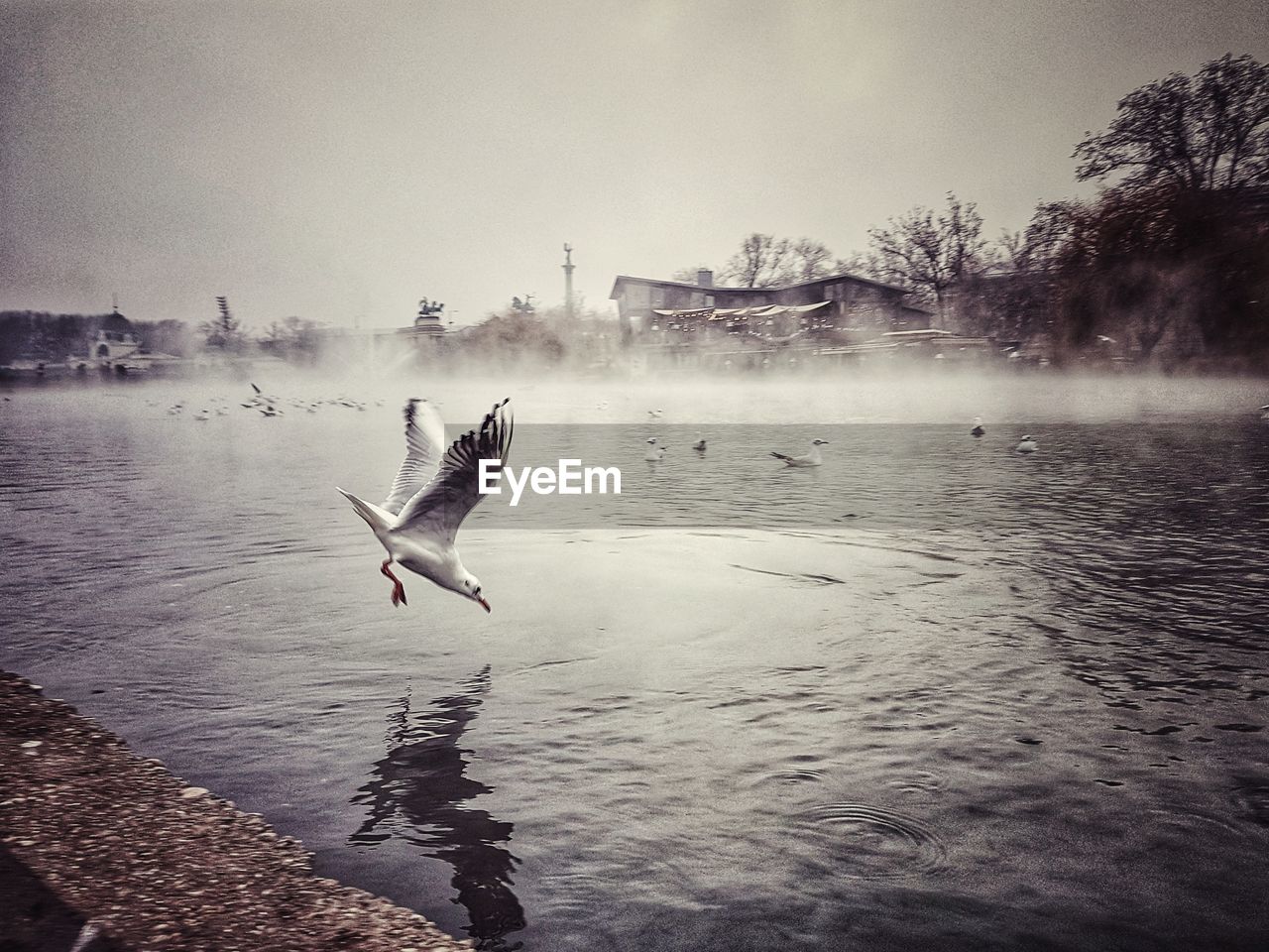 SWANS FLYING OVER WATER