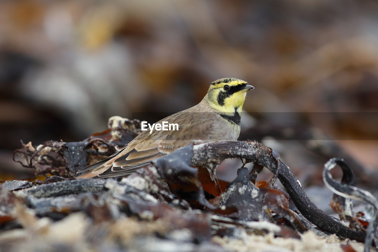 CLOSE-UP OF BIRD PERCHING ON SNOW