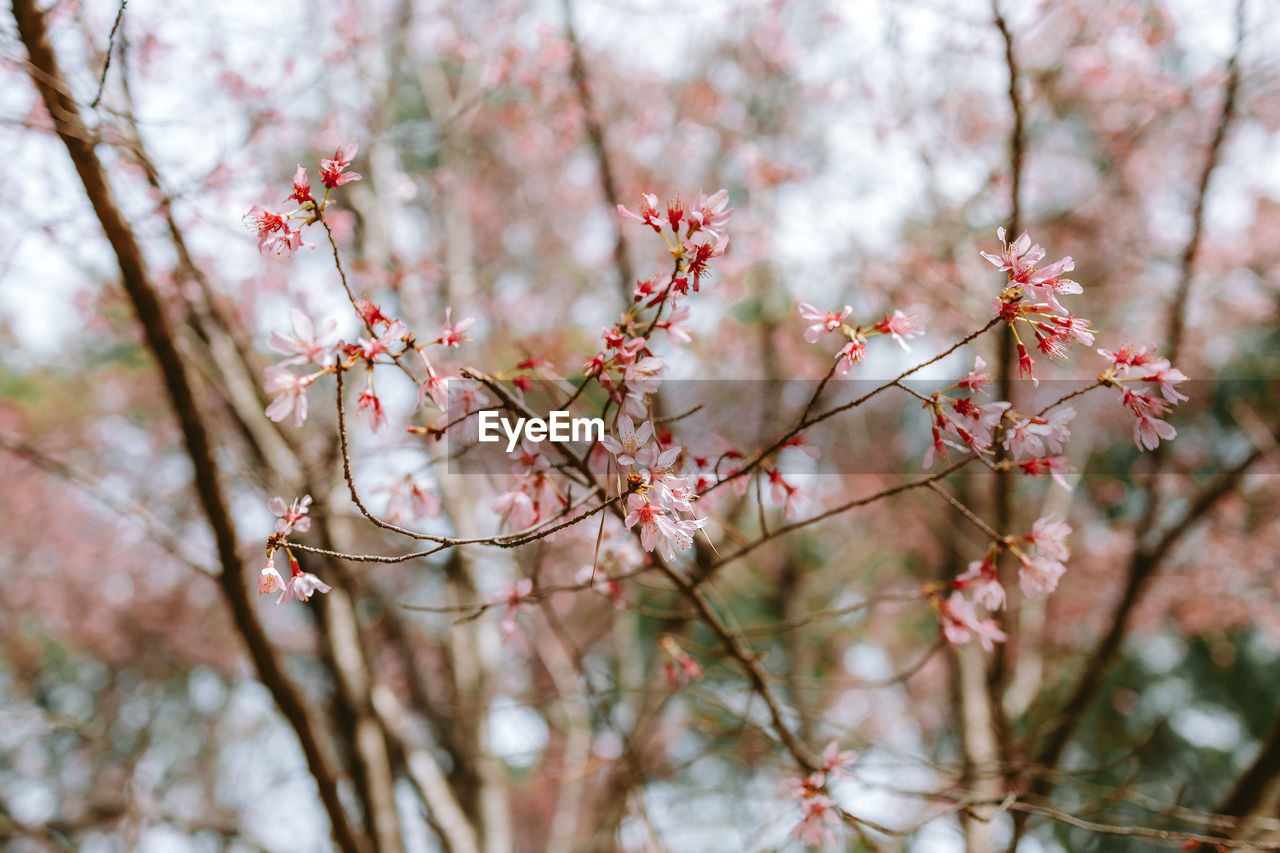 close-up of pink cherry blossom tree