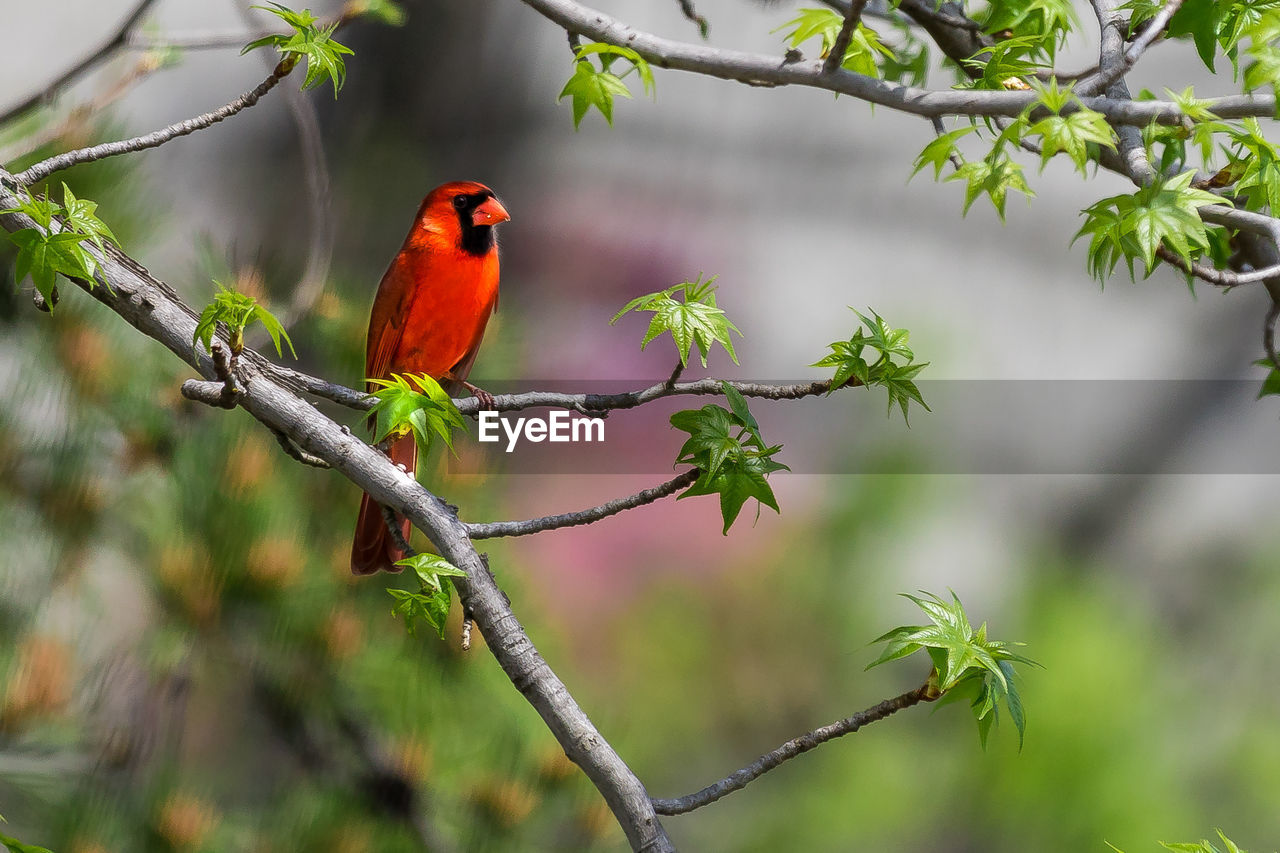 Bird perching on branch