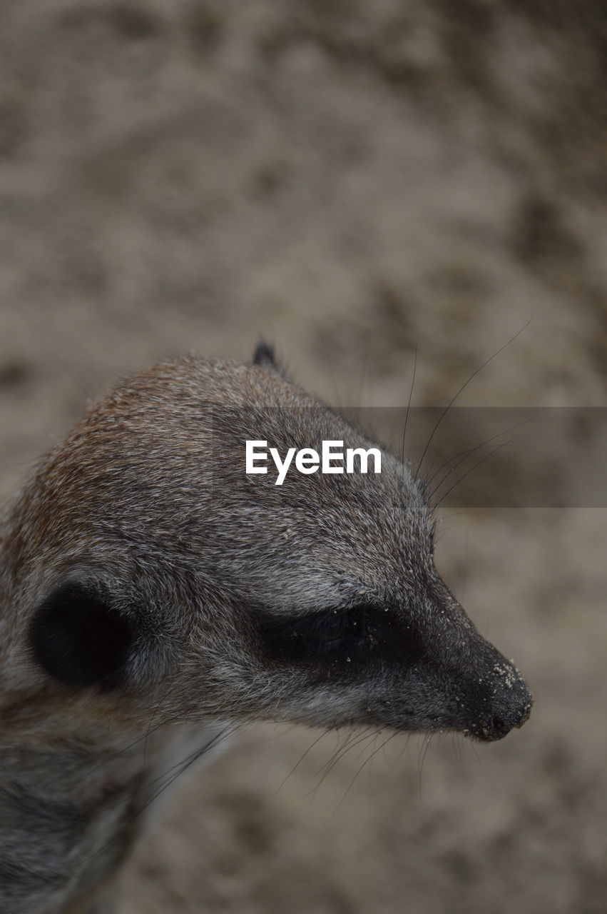 High angle view of meerkat on field