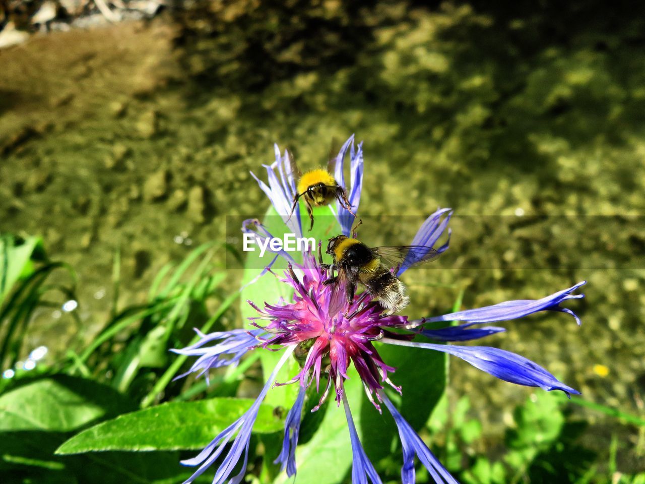 BEE POLLINATING FLOWER