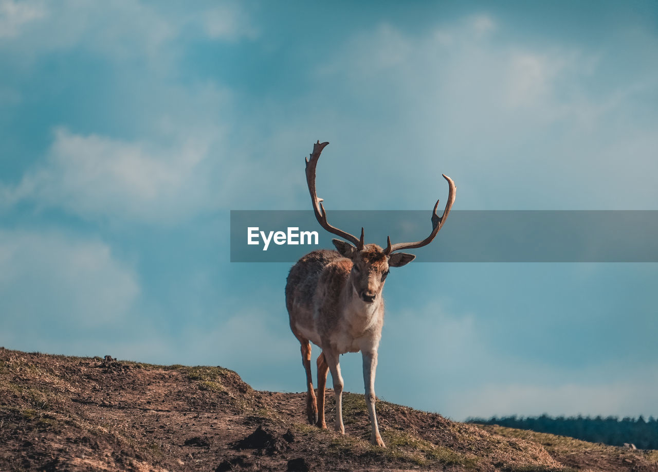 Deer standing on field against sky