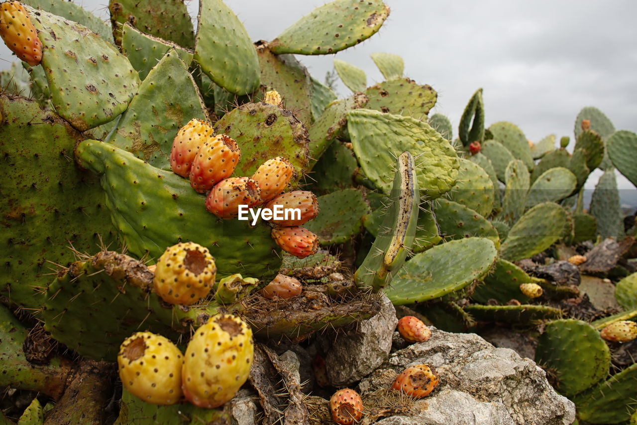 Close-up of prickly pear cactus