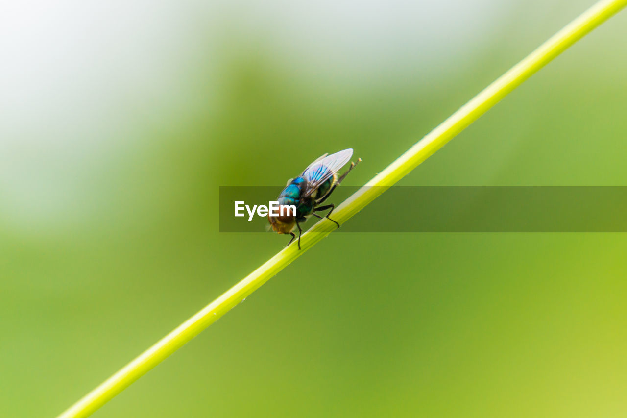 Close-up of mosquito on plant