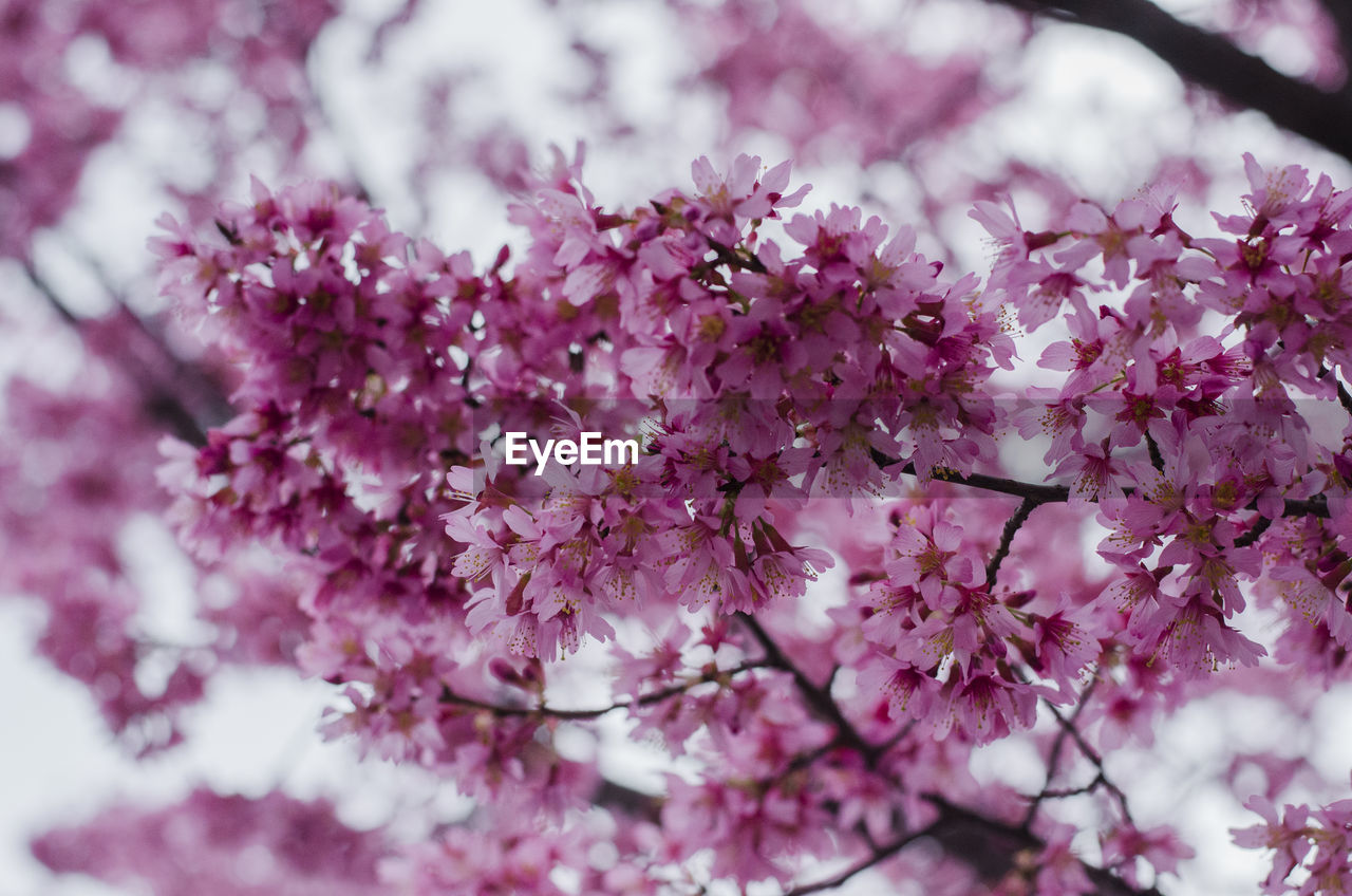 Low angle view of pink flowers on tree