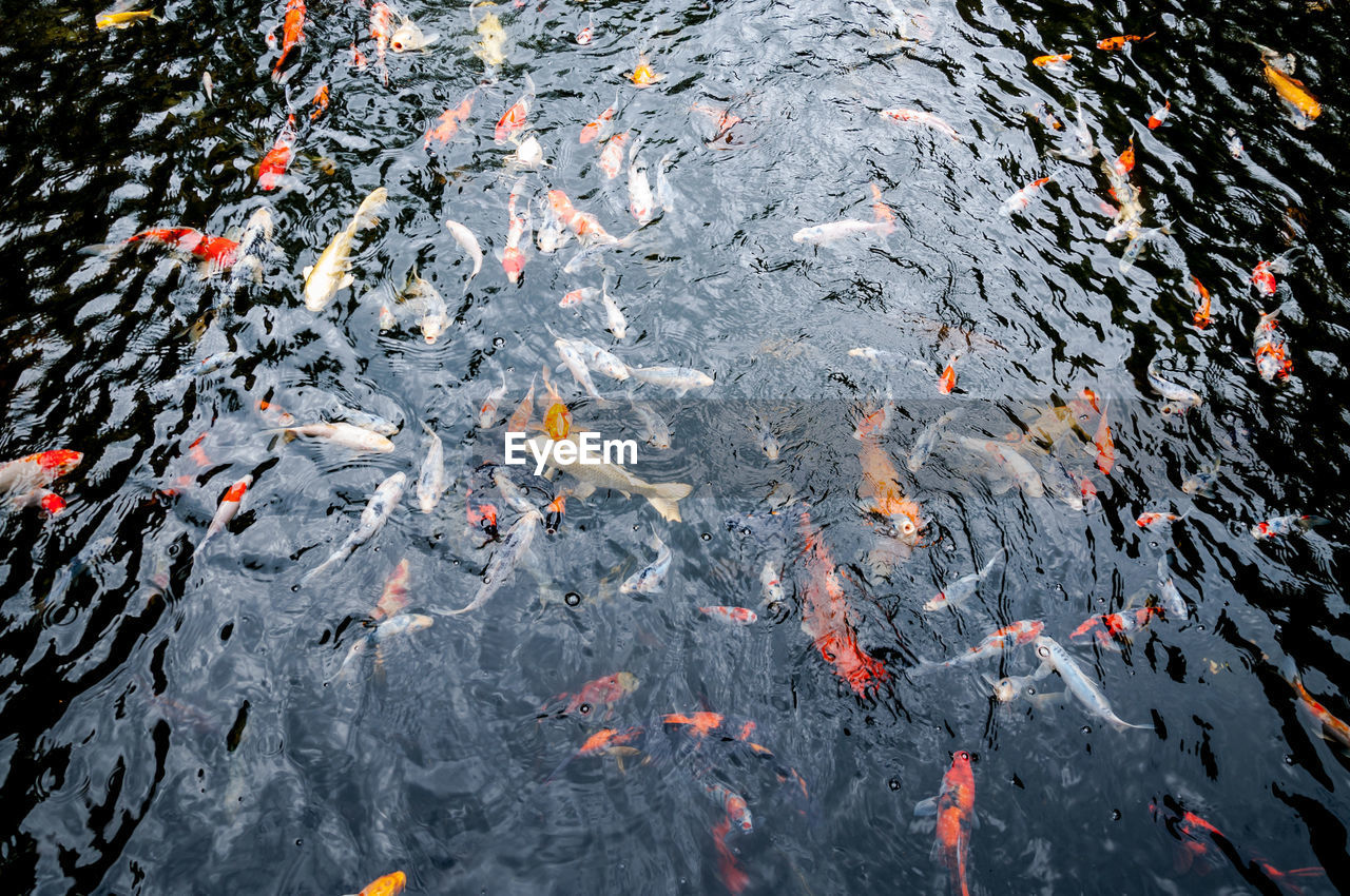 HIGH ANGLE VIEW OF FISH SWIMMING IN LAKE