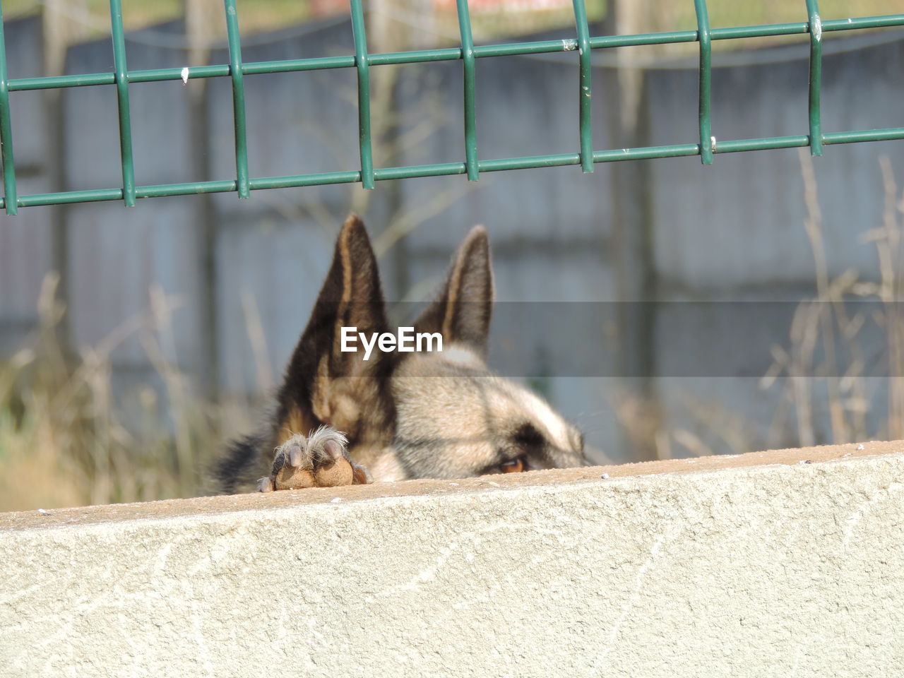 CLOSE-UP OF CAT ON WALL