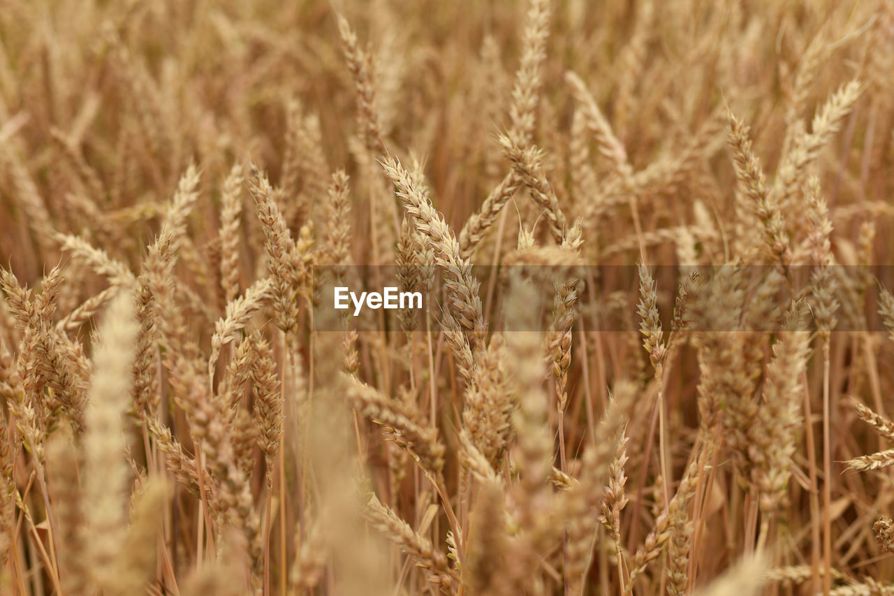 close-up of wheat growing in field