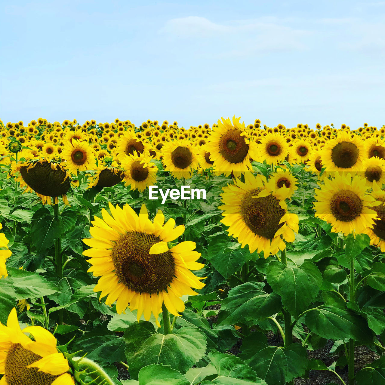 CLOSE-UP OF SUNFLOWERS ON FIELD