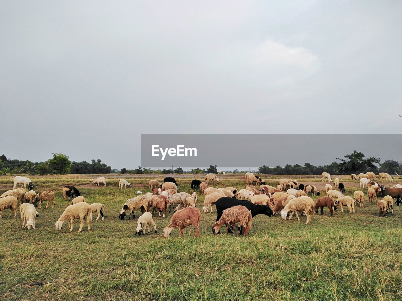 Flock of sheep grazing on field against sky