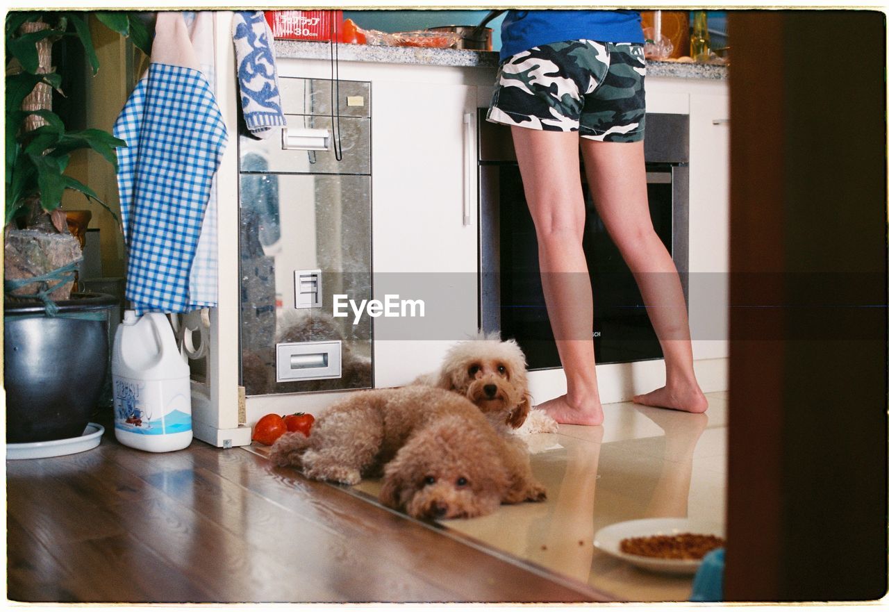 LOW SECTION OF WOMAN WITH DOG ON TABLE AT HOME