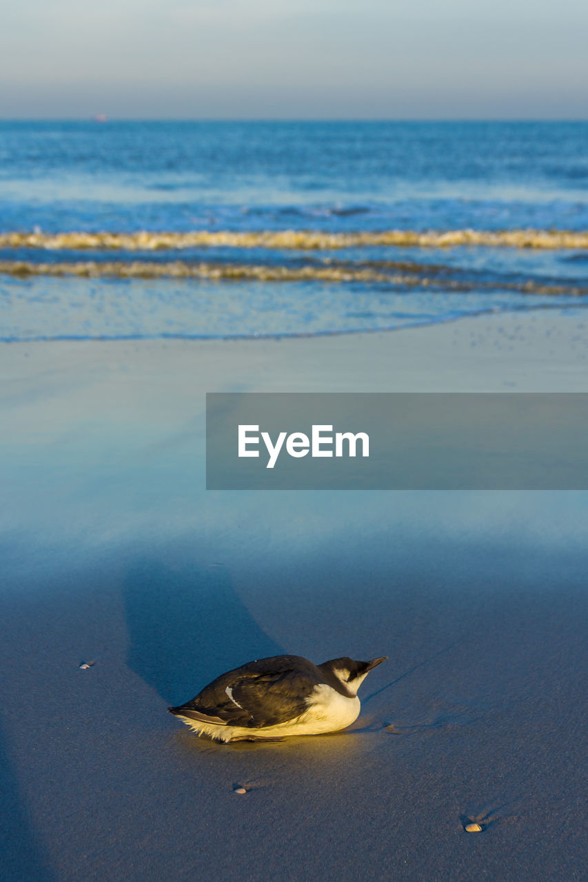 BIRD ON BEACH