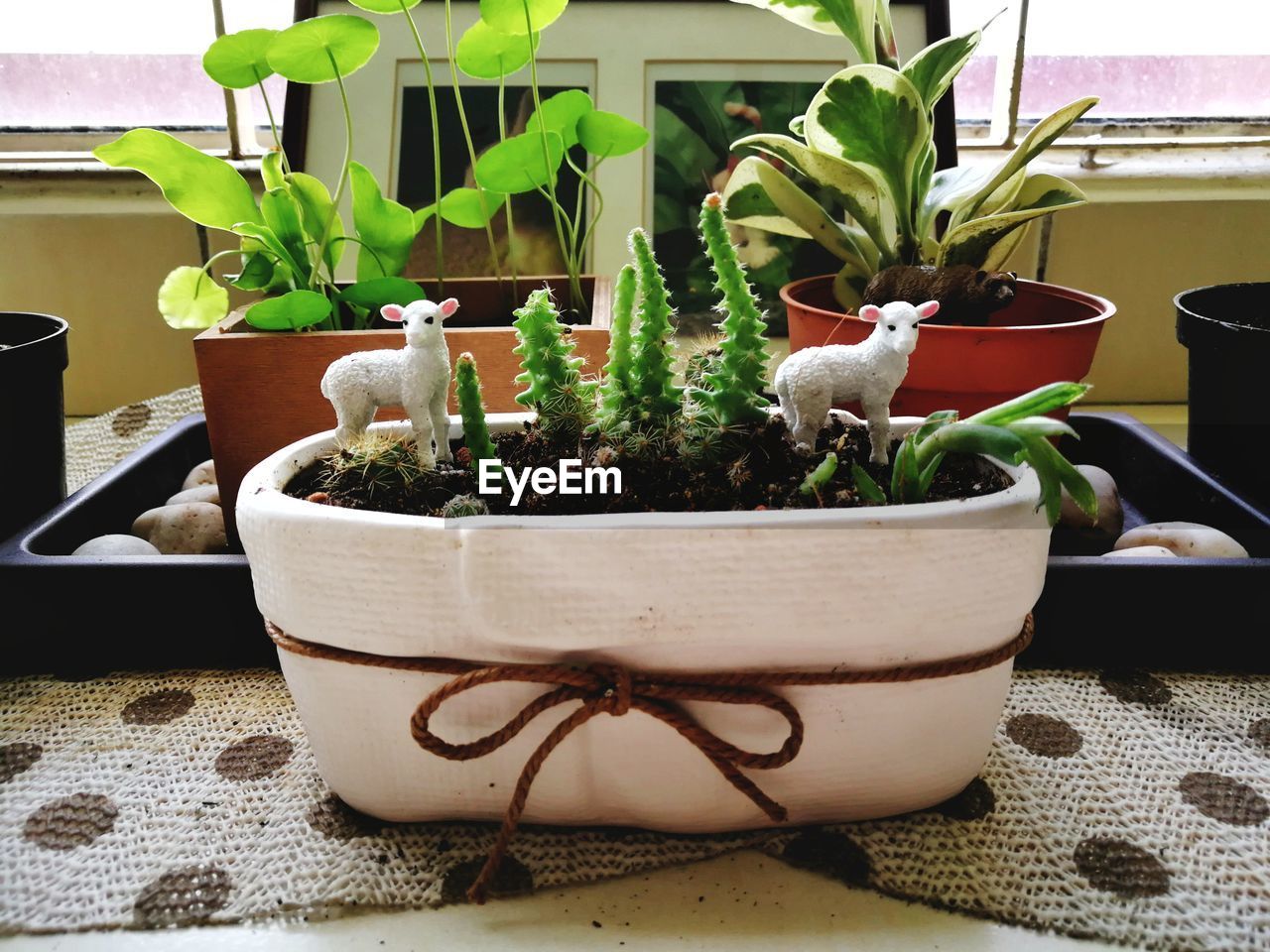 POTTED PLANT ON TABLE AT HOME