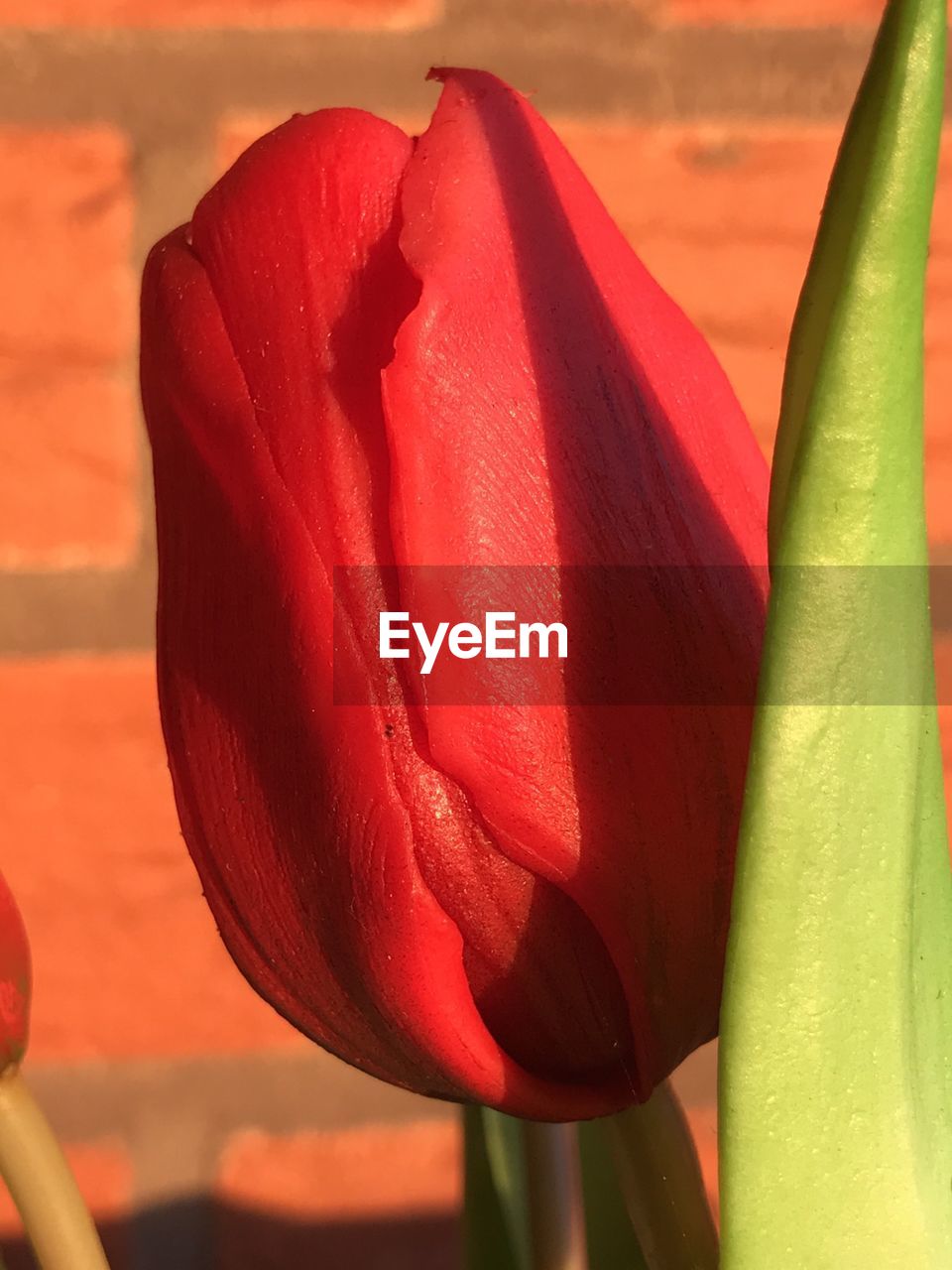 Close-up of red flower