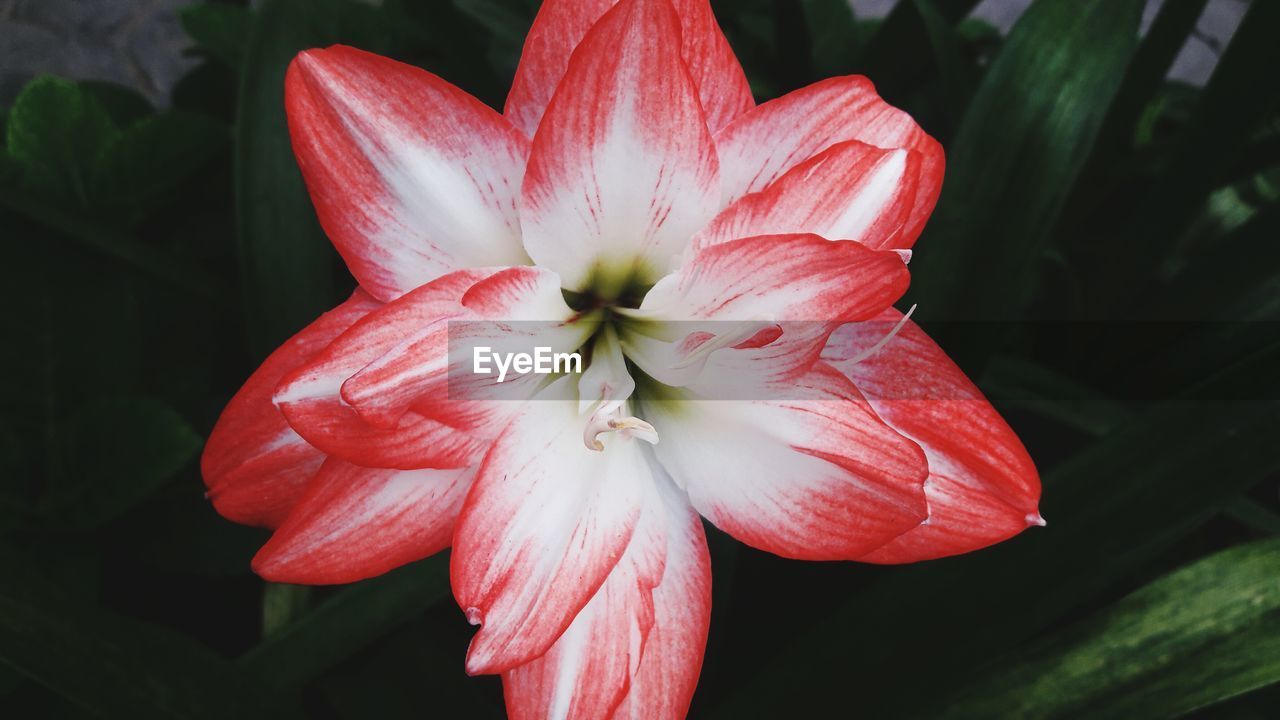 CLOSE-UP OF FLOWER BLOOMING OUTDOORS