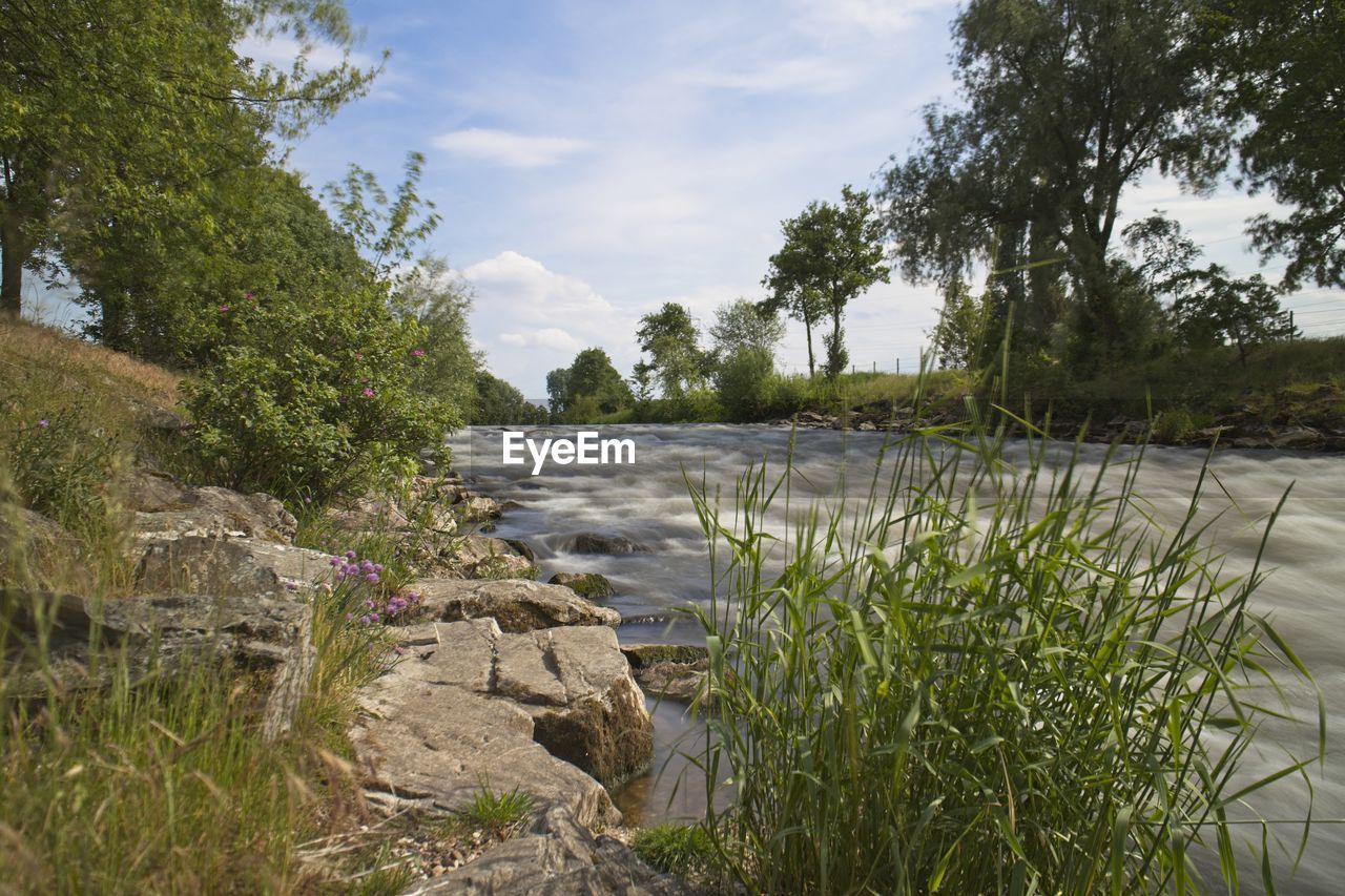 PLANTS BY RIVER AGAINST SKY