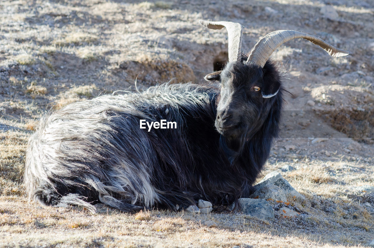 PORTRAIT OF A HORSE ON FIELD