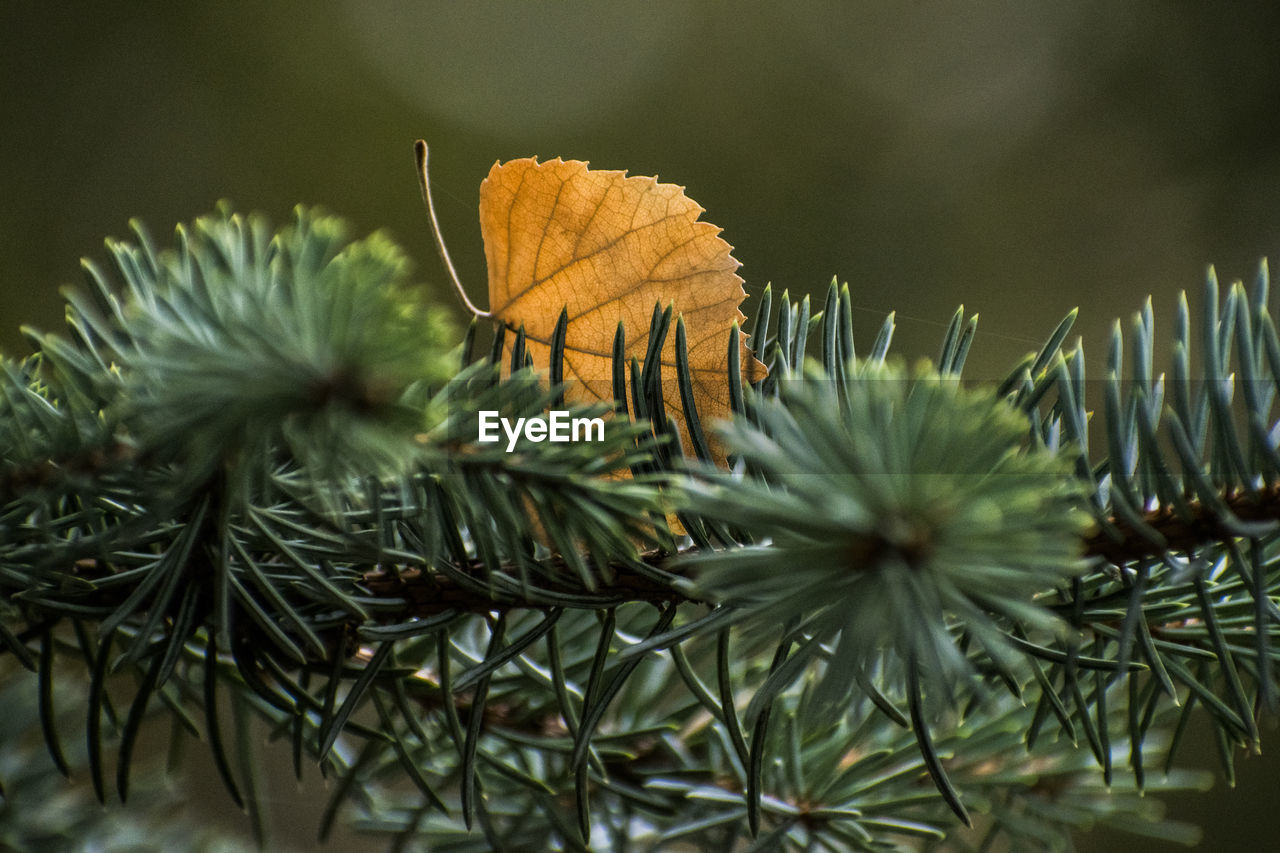 Close-up of pine tree with leaves