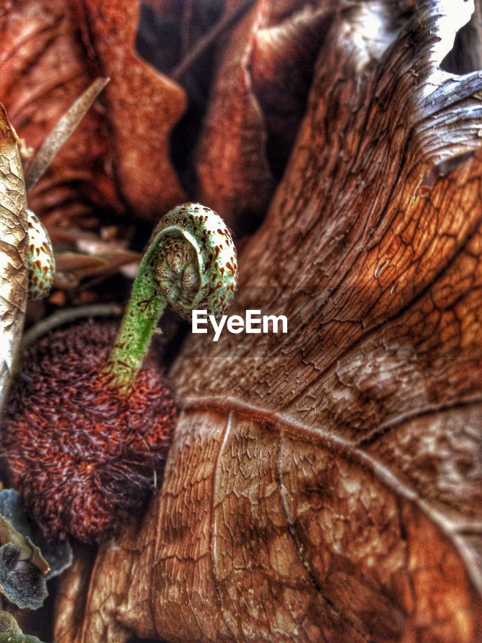 CLOSE-UP OF LIZARD ON LEAF