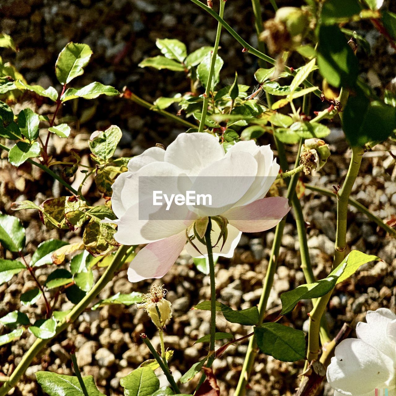 plant, flower, growth, beauty in nature, flowering plant, nature, freshness, fragility, petal, leaf, close-up, wildflower, plant part, flower head, inflorescence, white, no people, day, land, field, high angle view, blossom, outdoors, sunlight, green, focus on foreground, botany, springtime