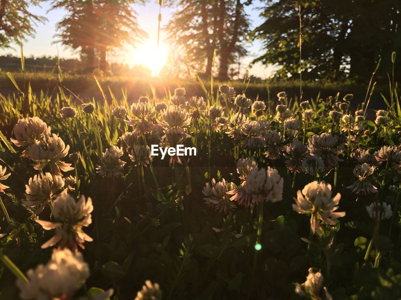Flowers growing on field against bright sun