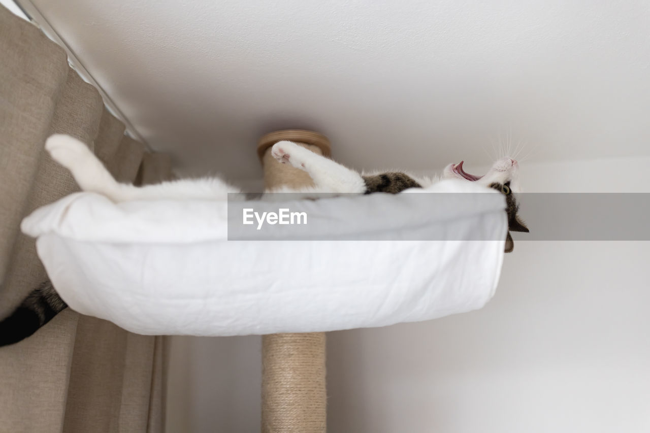 Happy cat laying in hammock on scratching post under the ceiling