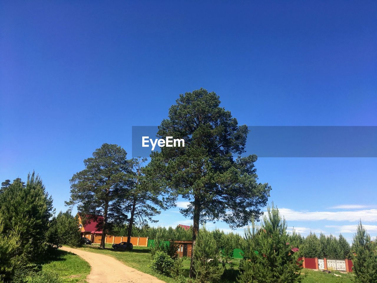 TREES ON FIELD AGAINST BLUE SKY