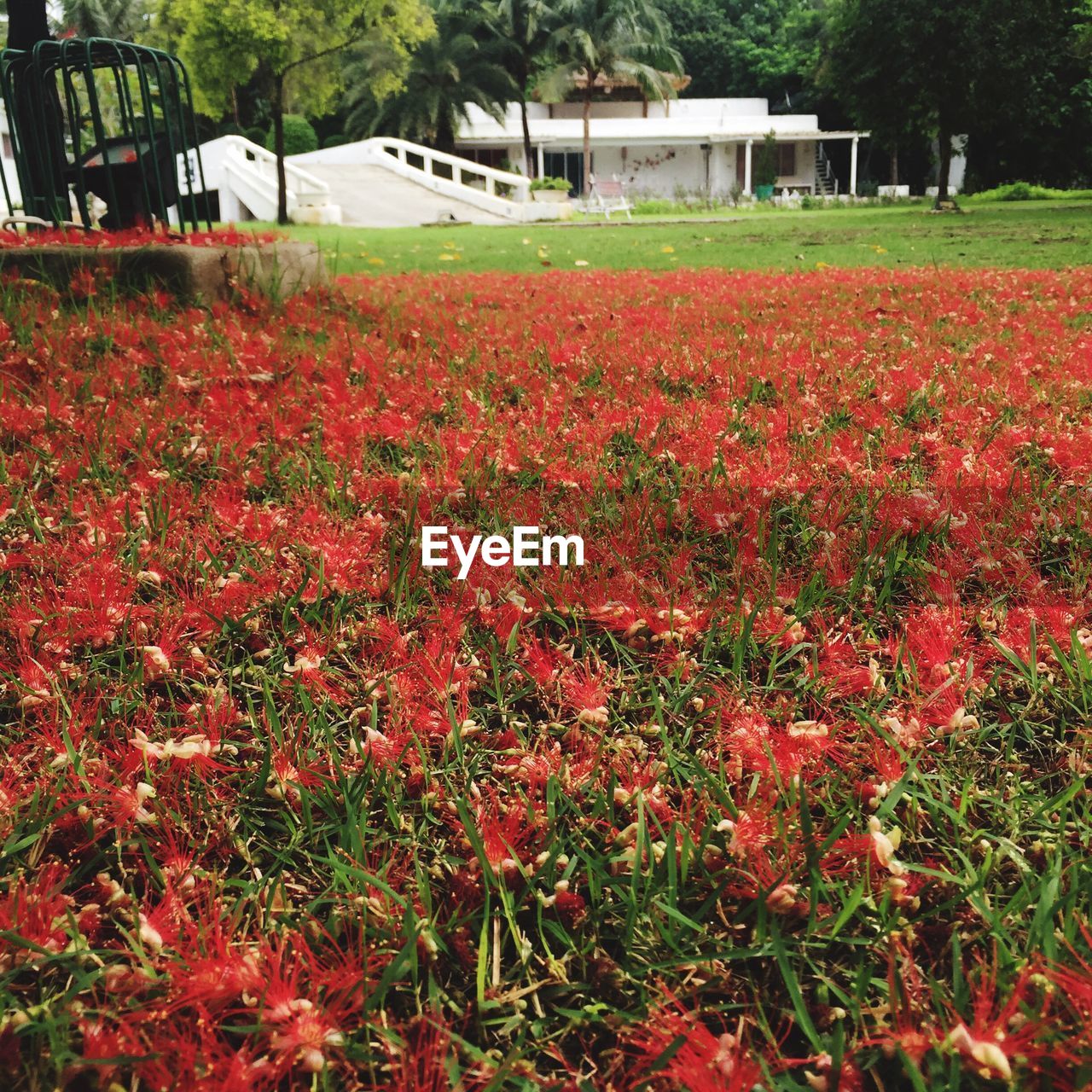 PLANTS GROWING ON FIELD