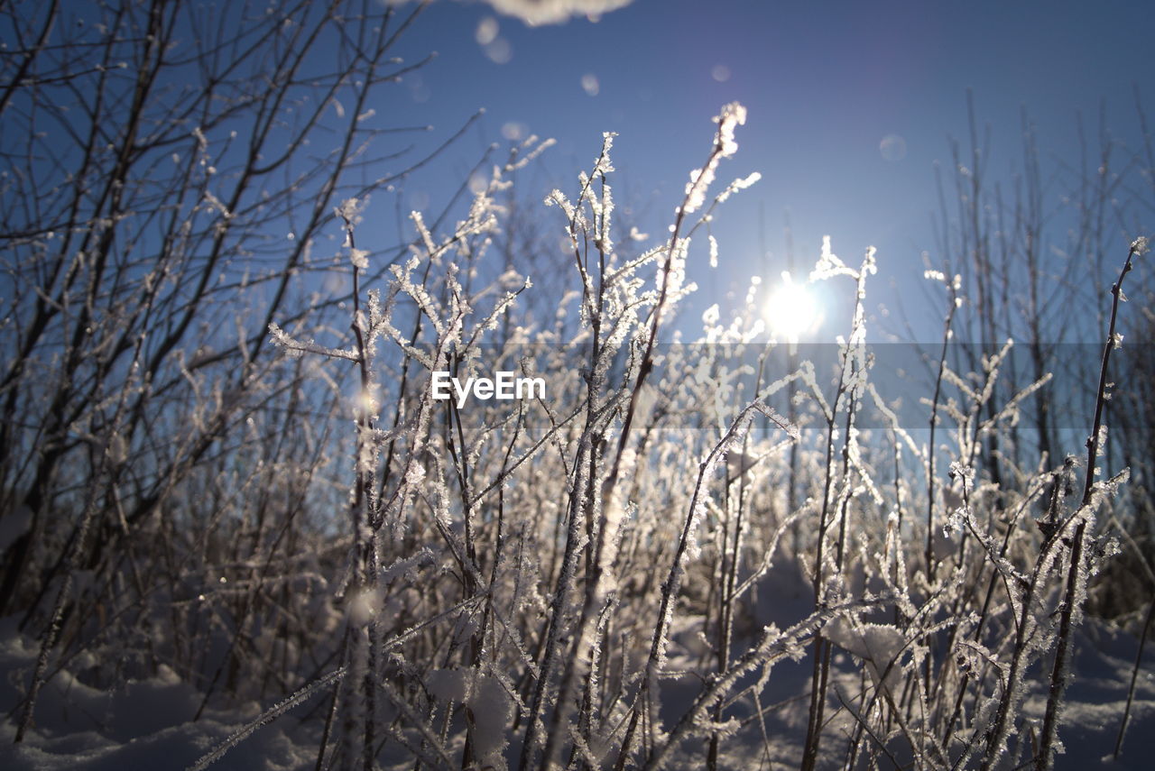 Low angle view of dried plants against sky during winter